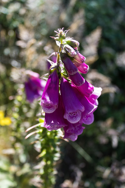 Foxgloves on Mount Isobel Track