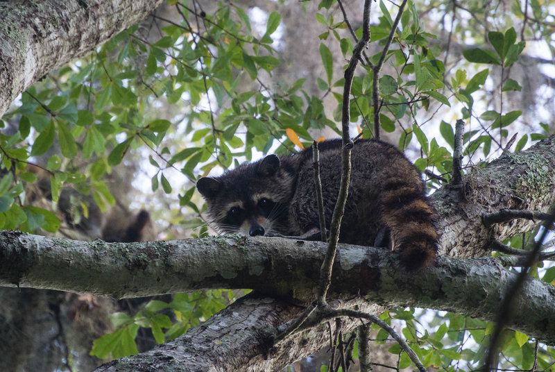 Raccoon in the trees