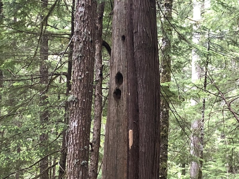 Maybe Pileated Woodpecker holes