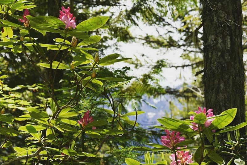 Rhodies in bloom and a glimpse of Lightening Peak.