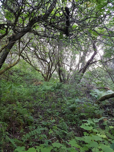 Foggy evening in the woods