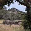 Trail meanders through oak groves