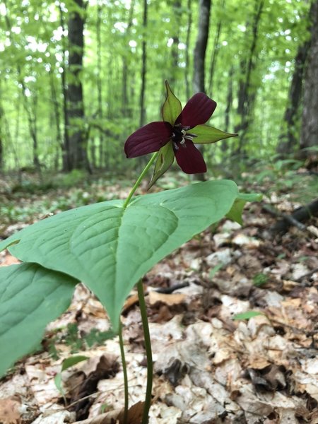 Local flora