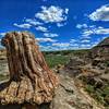 6ft petrified stump located on the North Petrified Forest Trail.