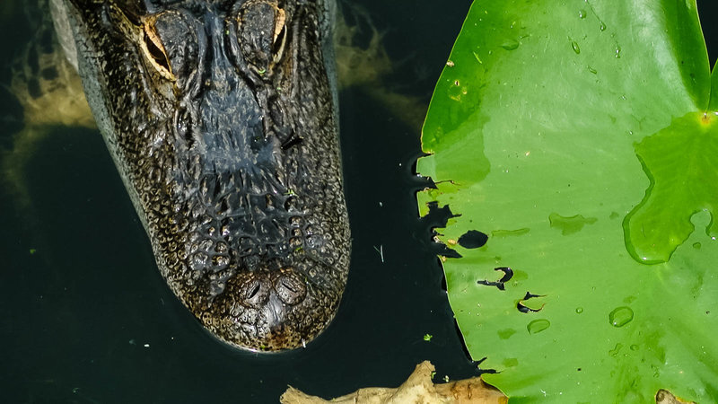 The resident lake alligator coming in for a close-up.