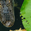 The resident lake alligator coming in for a close-up.