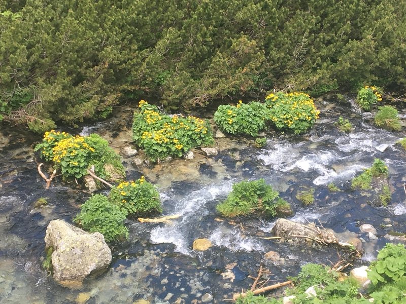 Wildflowers