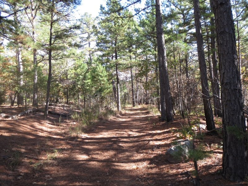 Most of the trails in the area look like this. Well marked, well traveled, and shady!