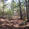 Most of the trails in the area look like this. Well marked, well traveled, and shady!