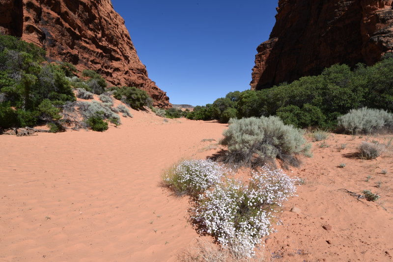 Dry wash section of the Three Ponds Trail