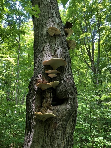 Shelf mushrooms?