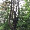 Huge Pine in the woods