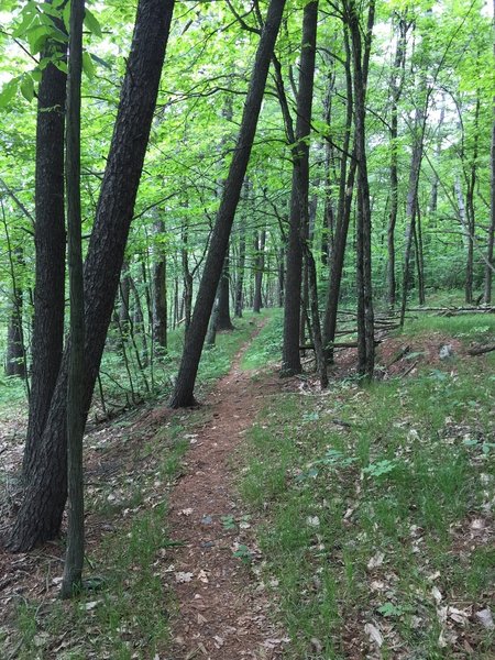 Great portion with soft pine needles underfoot