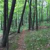 Great portion with soft pine needles underfoot