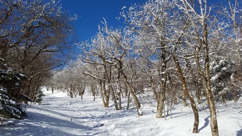 Beautiful section of the AT just as the snow/ice was beginning to melt on the ridge