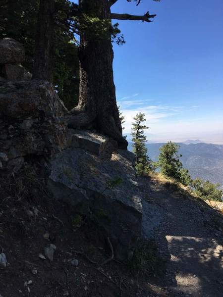 Tree growing from rock, looking southwest