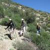 Trail Canyon Trail above Lazy Lucas camp in area recovering from fire.