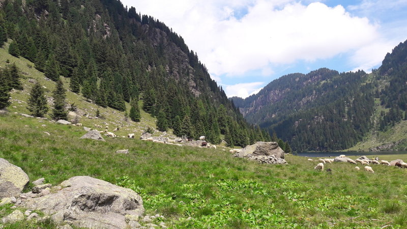 Lago Lagorai - sheep