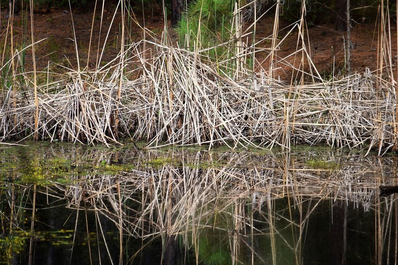 Lake at the end of the Sandbranch - There is a bench and is where the trail branches off to the North or goes back to the LSHT.