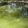 Concrete pond just off the trail. They're very hard to see here, and hard to see in person, but there are fish.