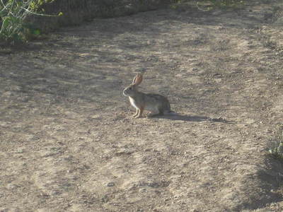 Rabbit
