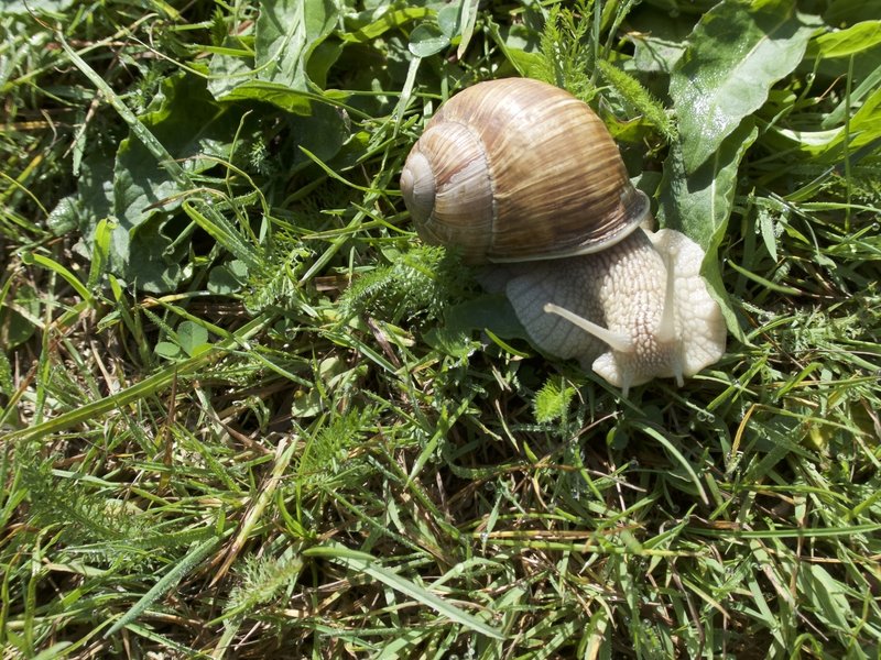 Snail seen after the rain or early mornings