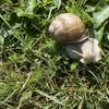 Snail seen after the rain or early mornings