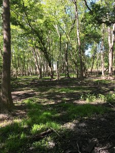 Dry swamp view