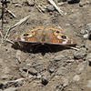 Junonia coenia (Common Buckeye)