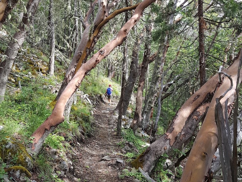 Descending the Rock & Roll Trail