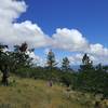 On the Lithic Trail on the east side of Roxy Ann