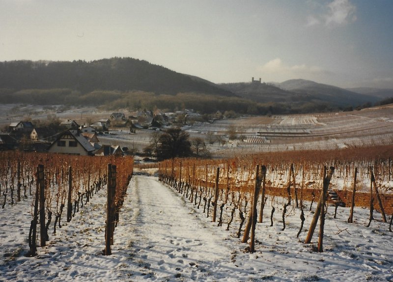 Vineyards and castle in the winter.