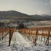 Vineyards and castle in the winter.