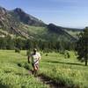 June greenery on Goshawk Ridge