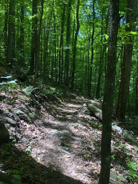 Northern side of the Bald Mountain Trail loop.