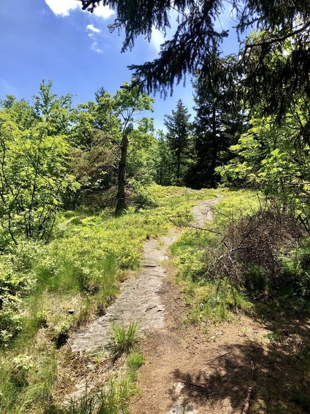 Bald Mountain Trail section between the North Vista and the Peak.