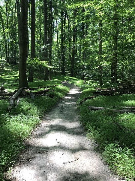 Along Gold Mine Loop. Nice trail!