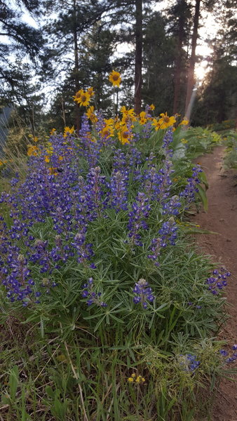 Spring flowers