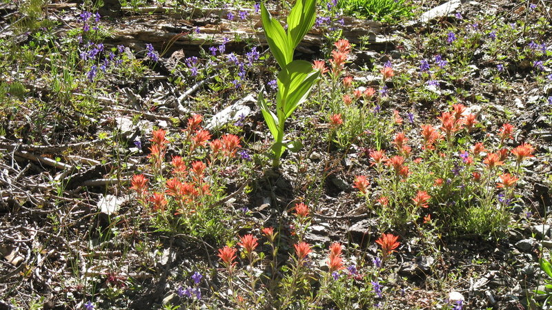 Wildflowers