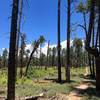 Area along Widforss Trail in recovery mode from past wildfires.