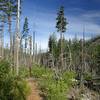 The Middle Fork Trail within the area of the 2008 fire