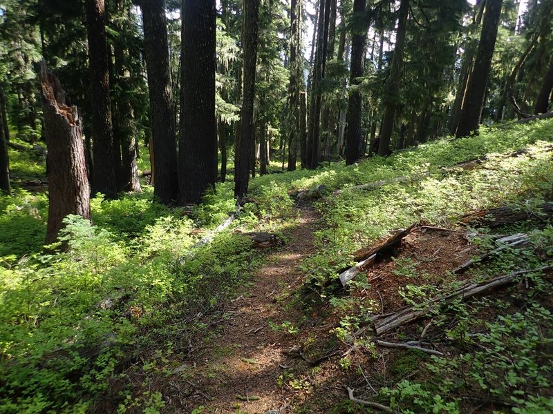 The Middle Fork Trail about halfway up from the canyon bottom.