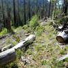 Junction of the Middle Fork and Halifax Trails; the trail signage has fallen (arrow)