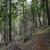 The Halifax Trail climbs the slope above Halifax Creek