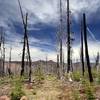 The southern portion of the McKie Camp Trail through the damage from the 2008 fire.