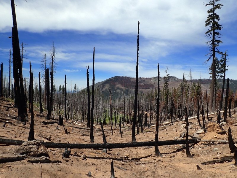 The McKie Camp Trail passes through damage from the 2017 Blanket Creek Fire.