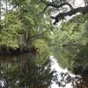 A view of the Bayou