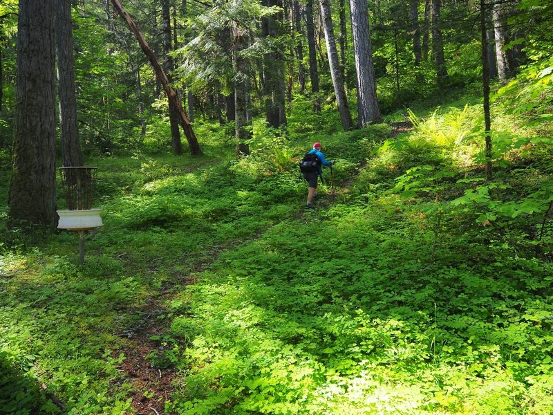 The trail goes past a disc golf target on the other side of Wolf Creek