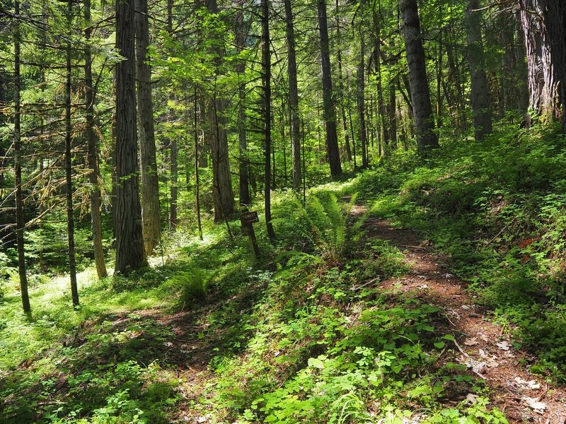 The only signage on the trail: spring to the left, summit to the right