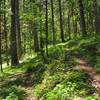 The only signage on the trail: spring to the left, summit to the right